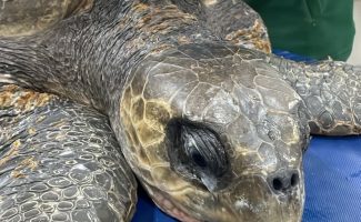 Tortuga 3